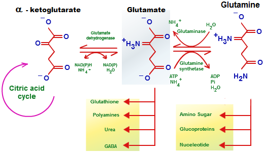 Glucose metabolism via pyruvate in neurons (left N) and astrocytes (right A) and of glutamine glutamate (GABA)