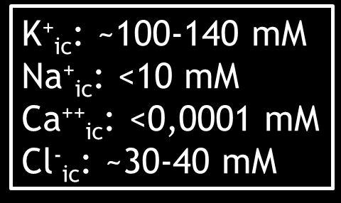 Glutamát transzporter be: 1 Glu -, 3 Na +, 1H + ki: 1 K + K + ec: ~2-2,5 mm Na + ec: ~130 mm