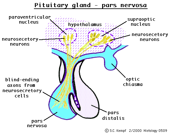 pituicita retrakció (szürke) következik be az axonokról és erekről a neuroszekretoros