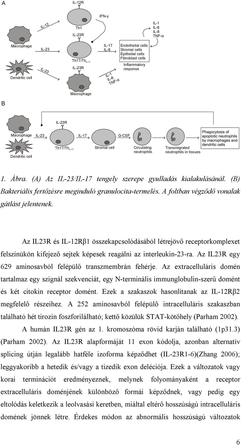 (A) Az IL-23/IL-17 tengely szerepe gyulladás kialakulásánál. (B) Bakteriális fertőzésre meginduló granulocita-termelés. A foltban végződő vonalak gátlást jelentenek.