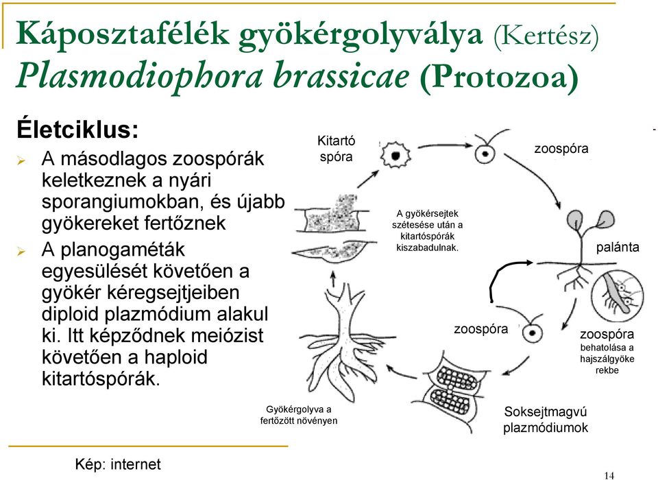 ki. Itt képződnek meiózist követően a haploid kitartóspórák. Kitartó spóra A gyökérsejtek szétesése után a kitartóspórák kiszabadulnak.