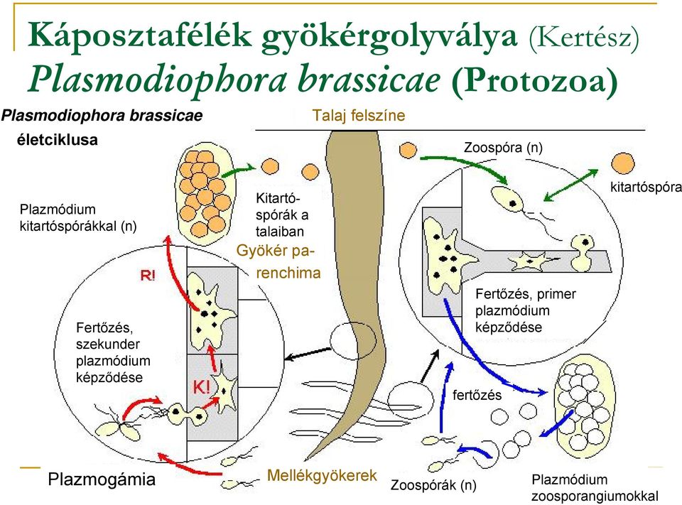 szekunder plazmódium képződése Kitartóspórák a talajban Gyökér pa- renchima Fertőzés, primer