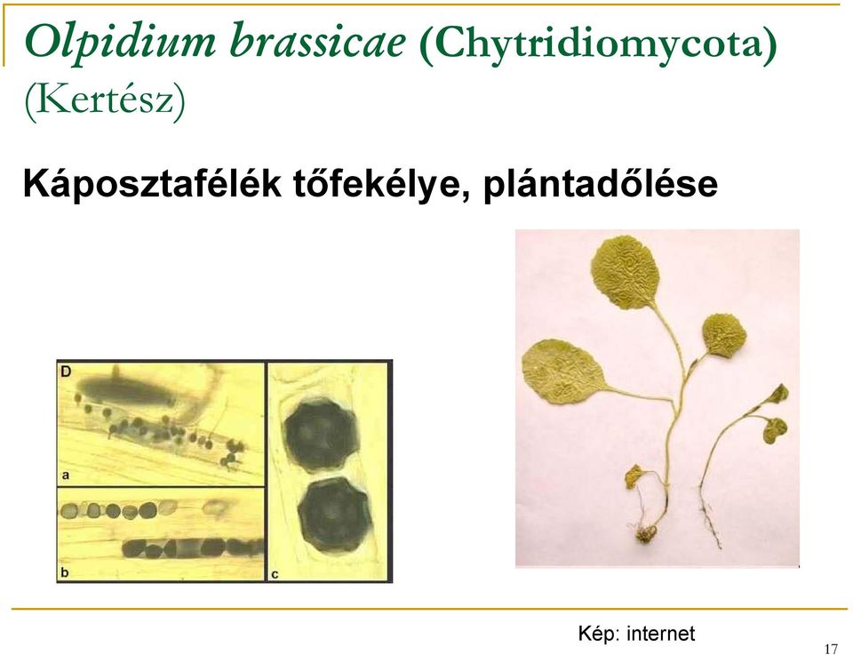 (Kertész) Káposztafélék