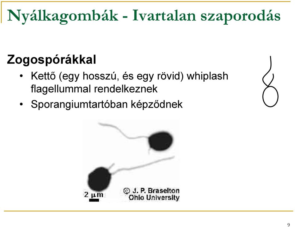 egy rövid) whiplash flagellummal