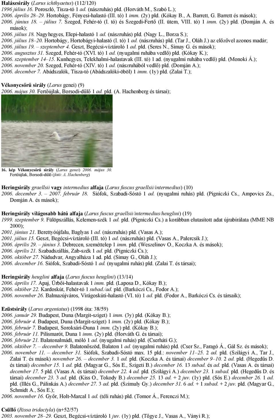 Nagyhegyes, Elepi-halastó 1 ad. (nászruhás) pld. (Nagy L., Borza S.); 2006. július 18 20. Hortobágy, Hortobágyi-halastó (I. tó) 1 ad. (nászruhás) pld. (Tar J., Oláh J.) az előzővel azonos madár; 2006.