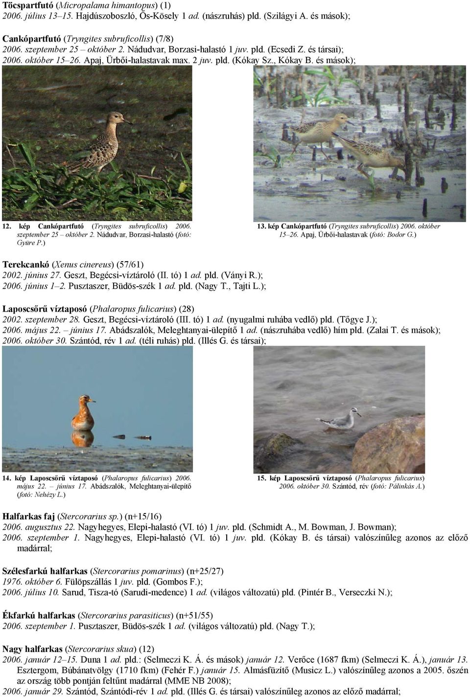 kép Cankópartfutó (Tryngites subruficollis) 2006. szeptember 25 október 2. Nádudvar, Borzasi-halastó (fotó: Gyüre P.) 13. kép Cankópartfutó (Tryngites subruficollis) 2006. október 15 26.