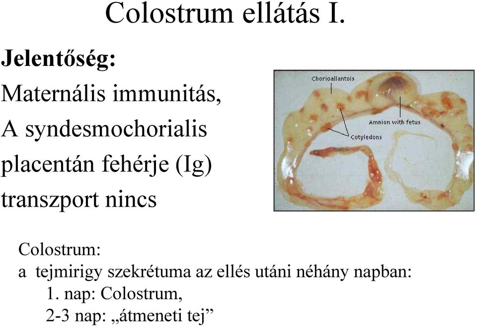 placentán fehérje (Ig) transzport nincs Colostrum: a