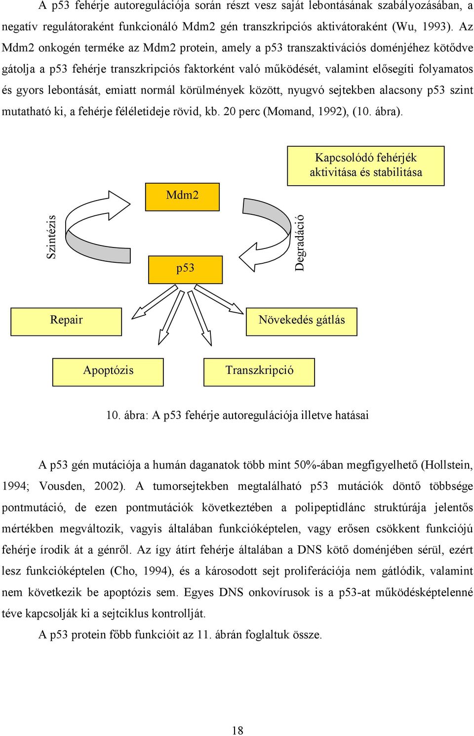 lebontását, emiatt normál körülmények között, nyugvó sejtekben alacsony p53 szint mutatható ki, a fehérje féléletideje rövid, kb. 20 perc (Momand, 1992), (10. ábra).