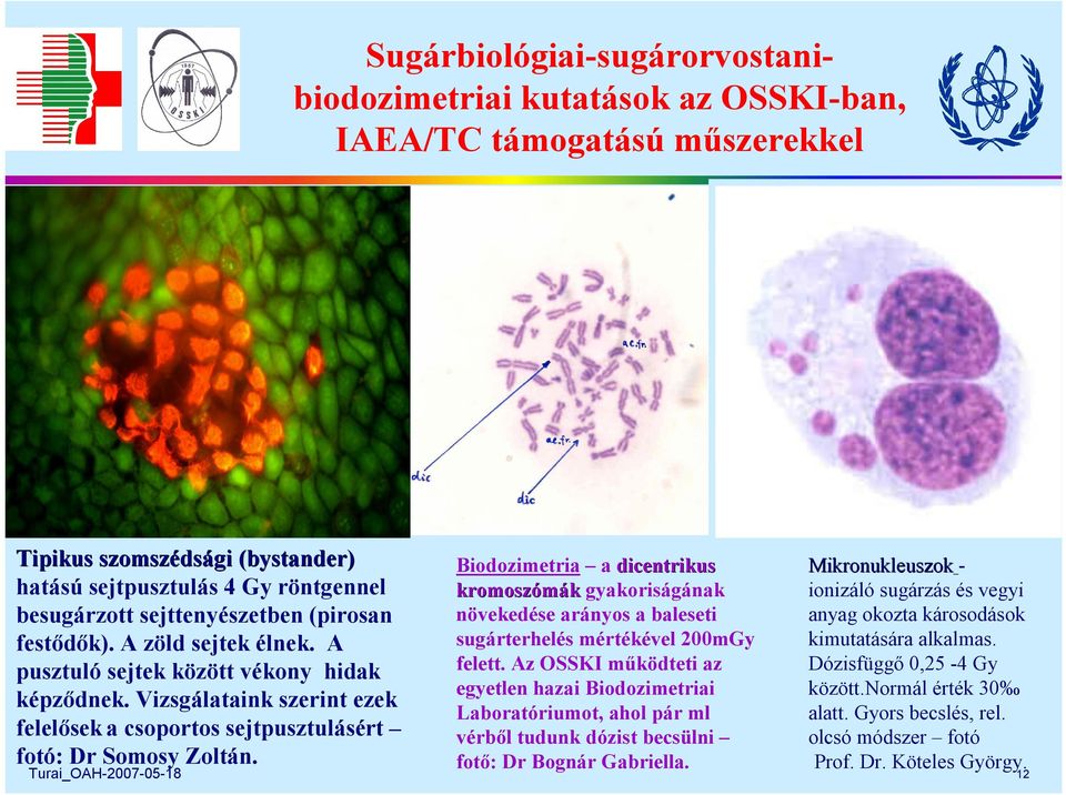 Biodozimetria a dicentrikus kromoszómák gyakoriságának növekedése arányos a baleseti sugárterhelés mértékével 200mGy felett.