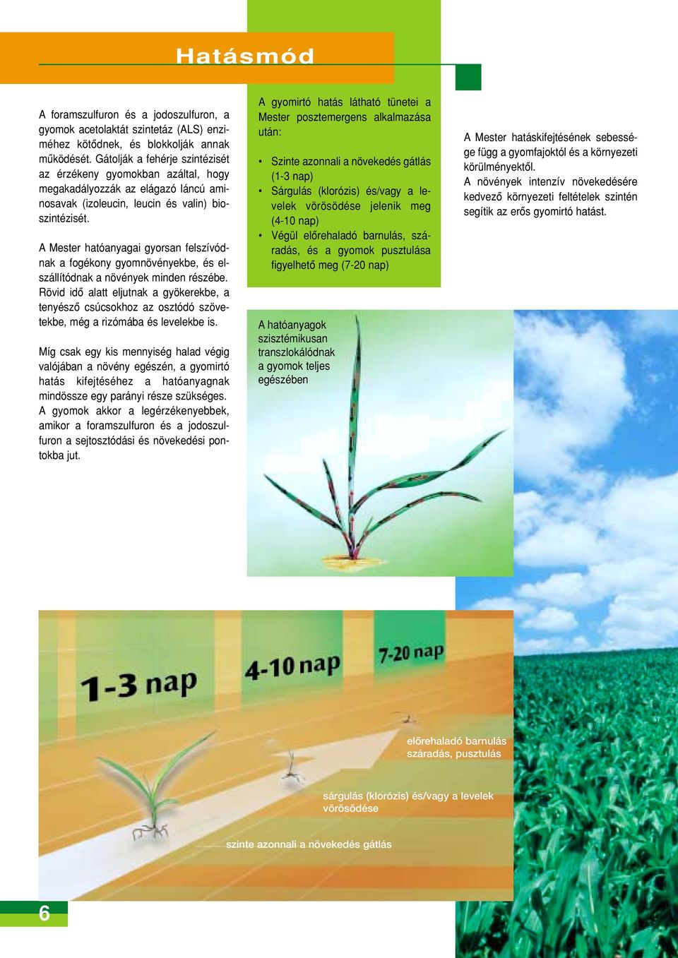 A Mester hatóanyagai gyorsan felszívódnak a fogékony gyomnövényekbe, és elszállítódnak a növények minden részébe.