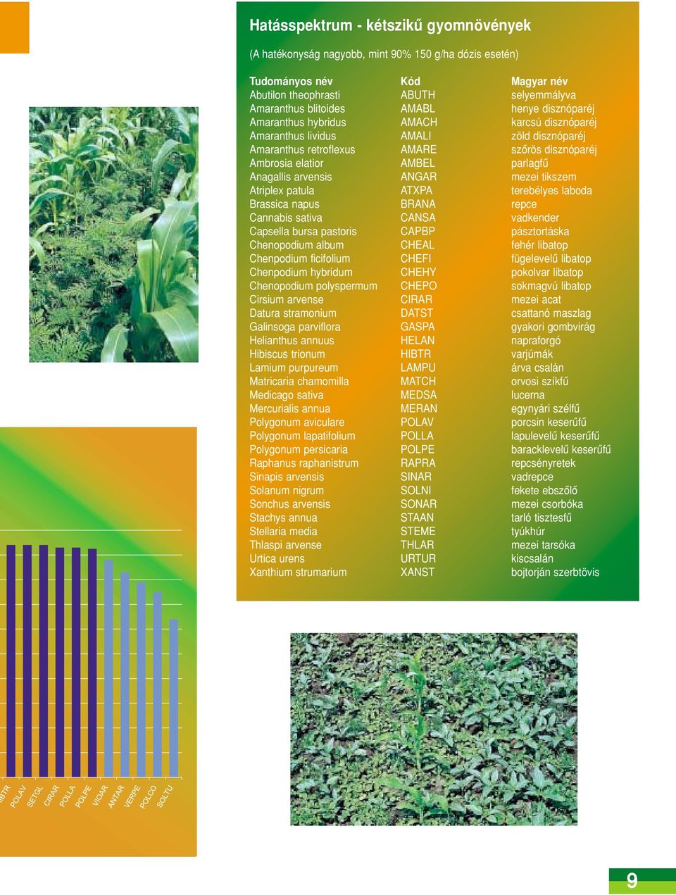 ANGAR mezei tikszem Atriplex patula ATXPA terebélyes laboda Brassica napus BRANA repce Cannabis sativa CANSA vadkender Capsella bursa pastoris CAPBP pásztortáska Chenopodium album CHEAL fehér libatop