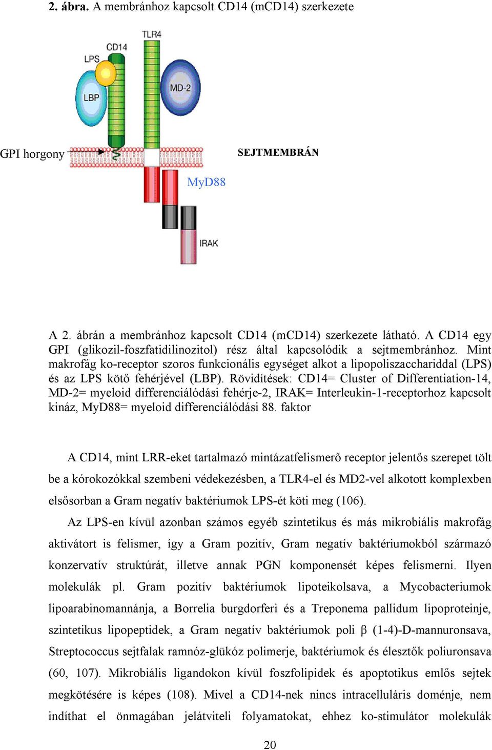 Mint makrofág ko-receptor szoros funkcionális egységet alkot a lipopoliszacchariddal (LPS) és az LPS kötő fehérjével (LBP).