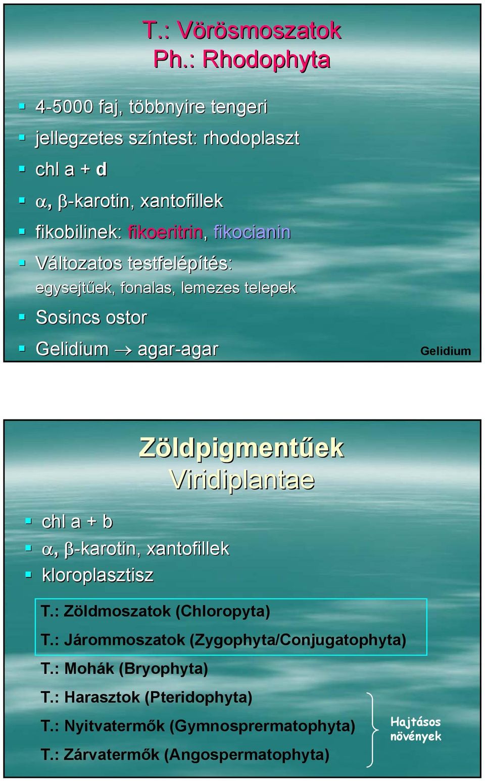 fikocianin Változatos testfelépítés: egysejtűek, fonalas, lemezes telepek Sosincs ostor Gelidium agar-agar Gelidium chl a + b α, β-karotin,