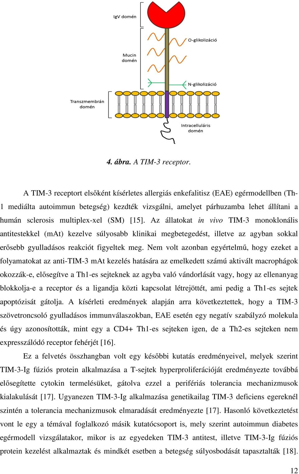 multiplex-xel (SM) [15]. Az állatokat in vivo TIM-3 monoklonális antitestekkel (mat) kezelve súlyosabb klinikai megbetegedést, illetve az agyban sokkal erősebb gyulladásos reakciót figyeltek meg.