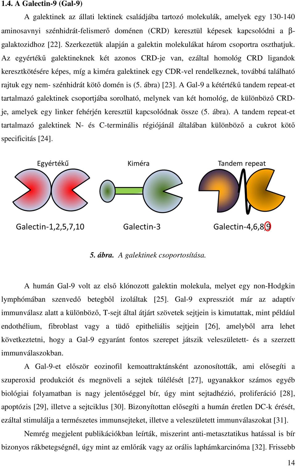 Az egyértékű galektineknek két azonos CRD-je van, ezáltal homológ CRD ligandok keresztkötésére képes, míg a kiméra galektinek egy CDR-vel rendelkeznek, továbbá található rajtuk egy nem- szénhidrát