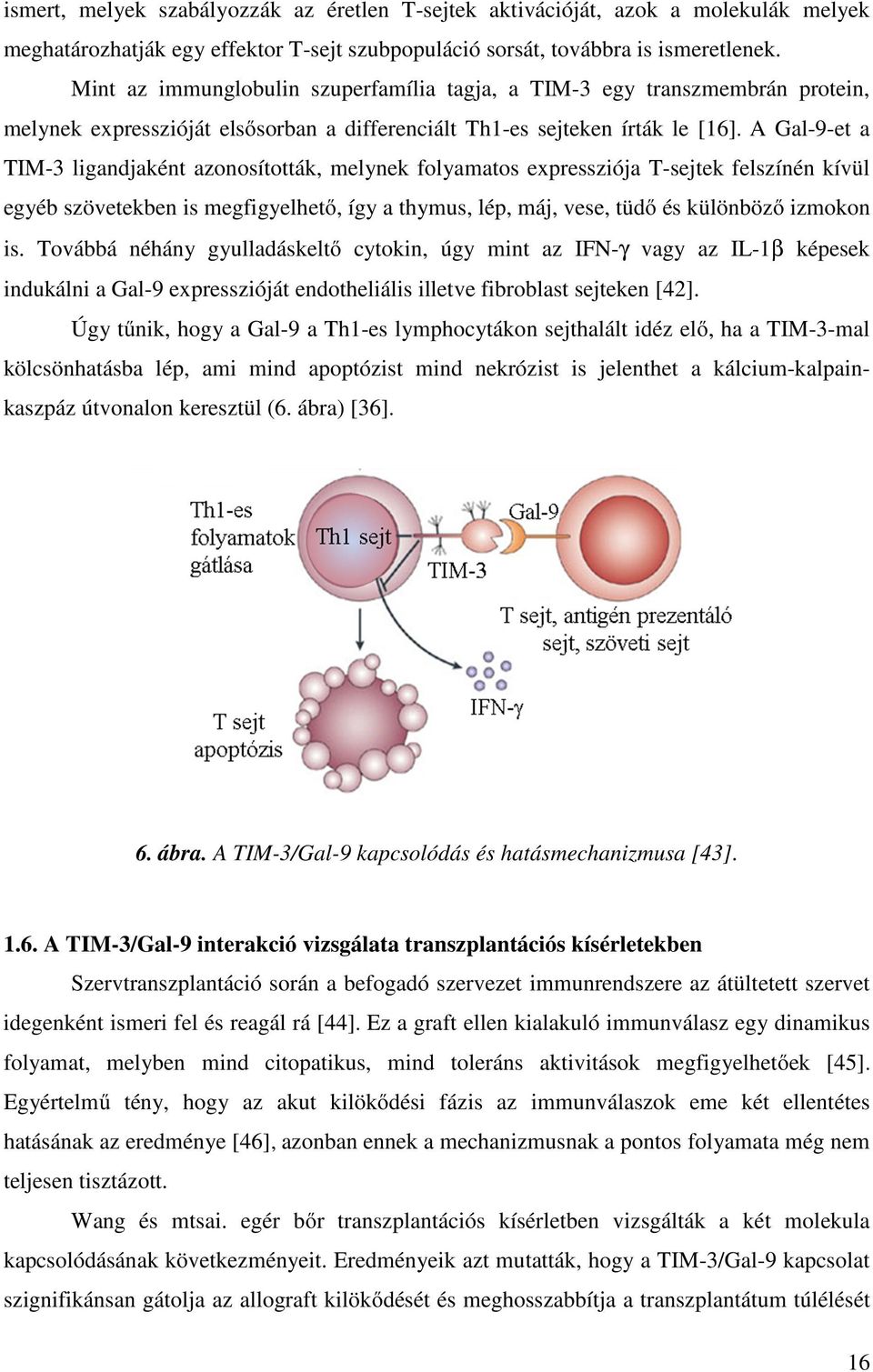 A Gal-9-et a TIM-3 ligandjaként azonosították, melynek folyamatos expressziója T-sejtek felszínén kívül egyéb szövetekben is megfigyelhető, így a thymus, lép, máj, vese, tüdő és különböző izmokon is.
