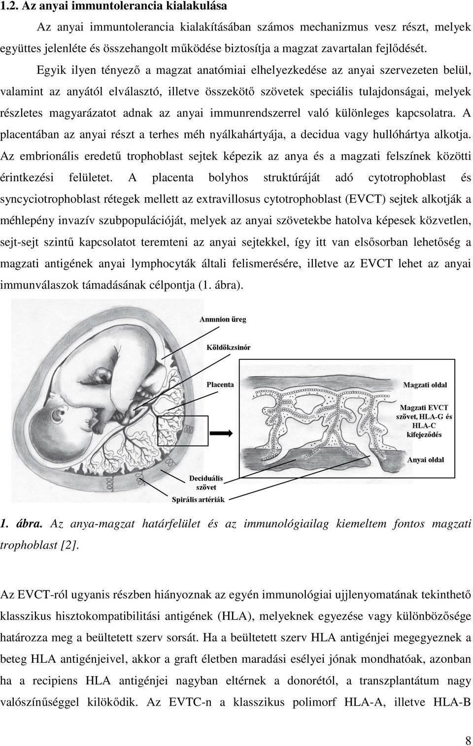 Egyik ilyen tényező a magzat anatómiai elhelyezkedése az anyai szervezeten belül, valamint az anyától elválasztó, illetve összekötő szövetek speciális tulajdonságai, melyek részletes magyarázatot