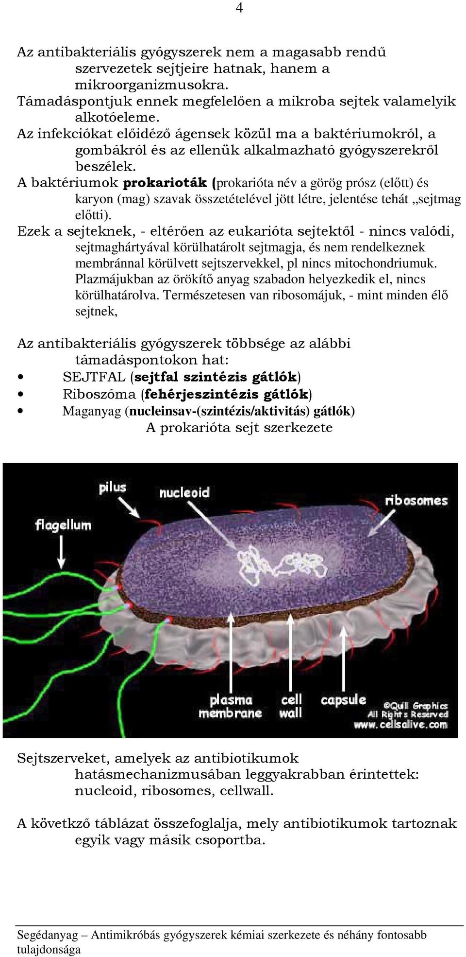 A baktériumok prokarioták (prokarióta név a görög prósz (előtt) és karyon (mag) szavak összetételével jött létre, jelentése tehát sejtmag előtti).