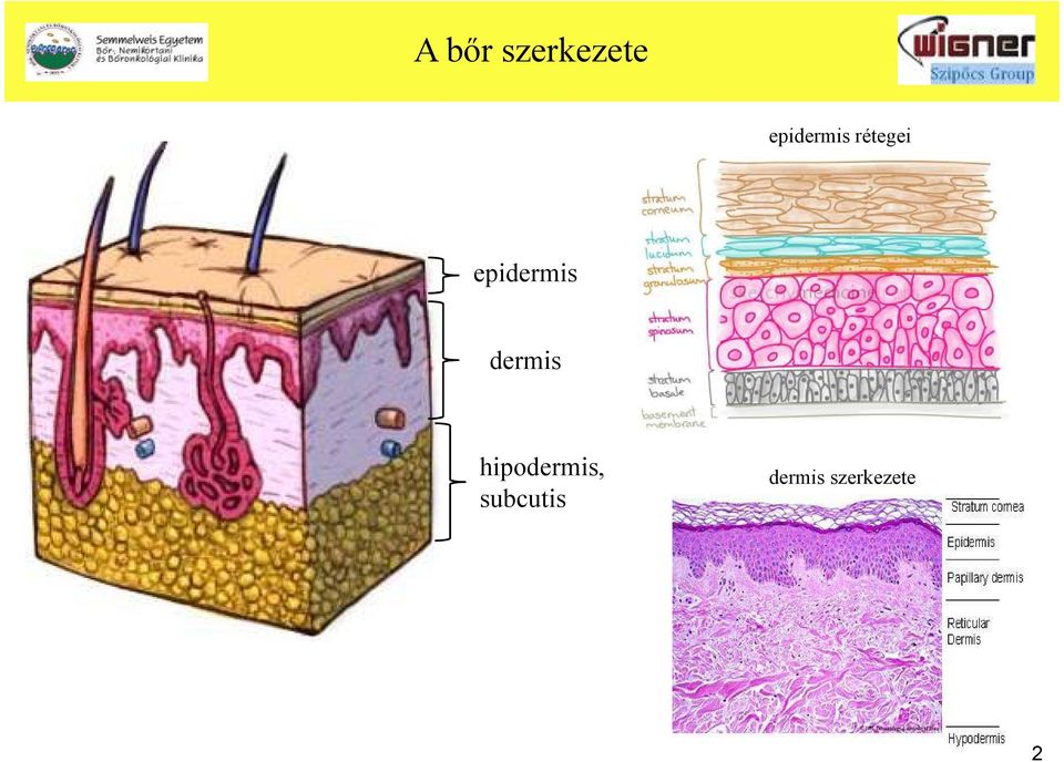 epidermis dermis