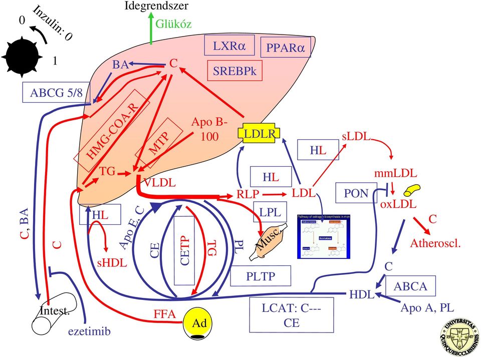 MTP C VLDL FFA Apo B- 100 Ad TG LXRα SREBPk LDLR RLP HL LPL PLTP