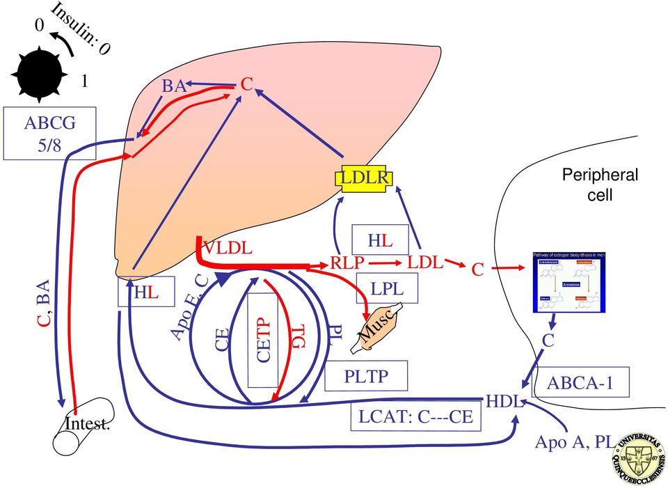 LDL LPL Musc. ABCG 5/8 C, BA Intest.