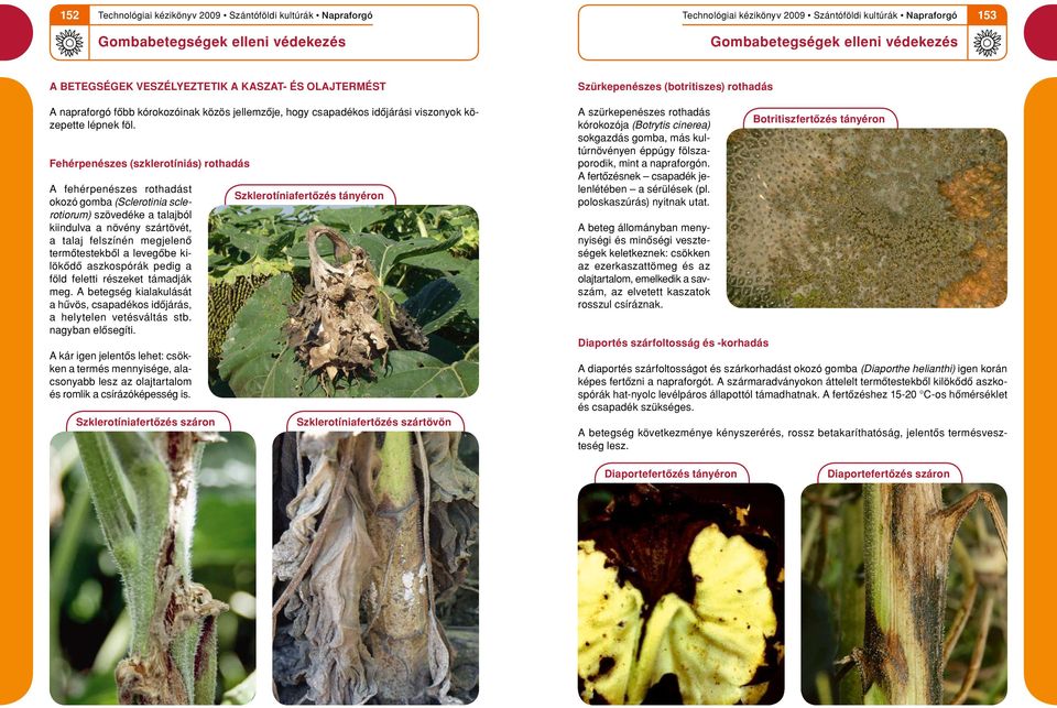 Fehérpenészes (szklerotíniás) rothadás A fehérpenészes rothadást oko zó gomba (Sclerotinia sclerot io ru m) szövedéke a talajból kiindulva a növény szártövét, a talaj felszínén megjelenô ter