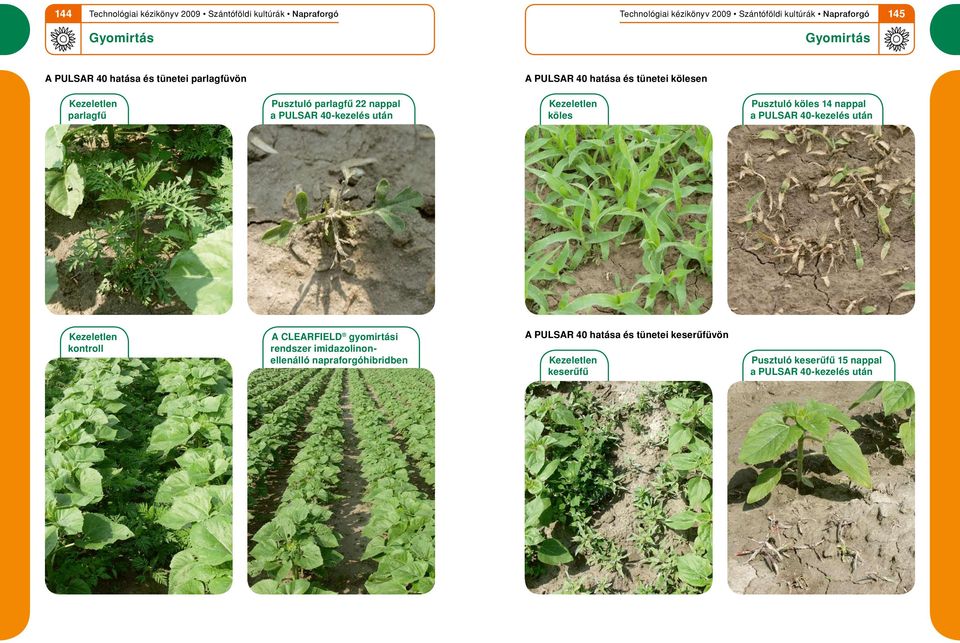 40-kezelés után Kezeletlen kontroll A CLEARFIELD gyomirtási rendszer imidazolinonellenálló