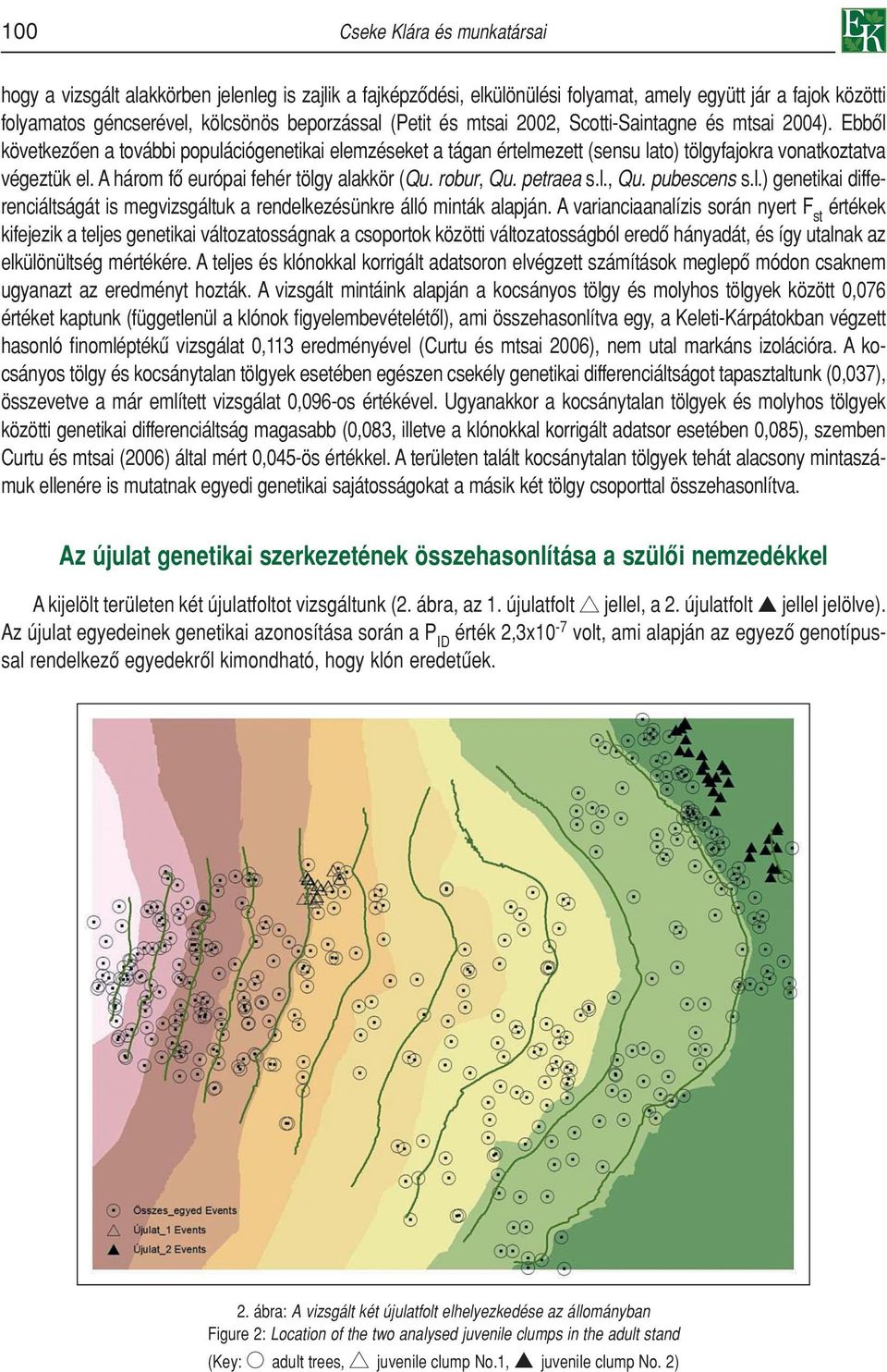 A három fô európai fehér tölgy alakkör (Qu. robur, Qu. petraea s.l., Qu. pubescens s.l.) genetikai differenciáltságát is megvizsgáltuk a rendelkezésünkre álló minták alapján.