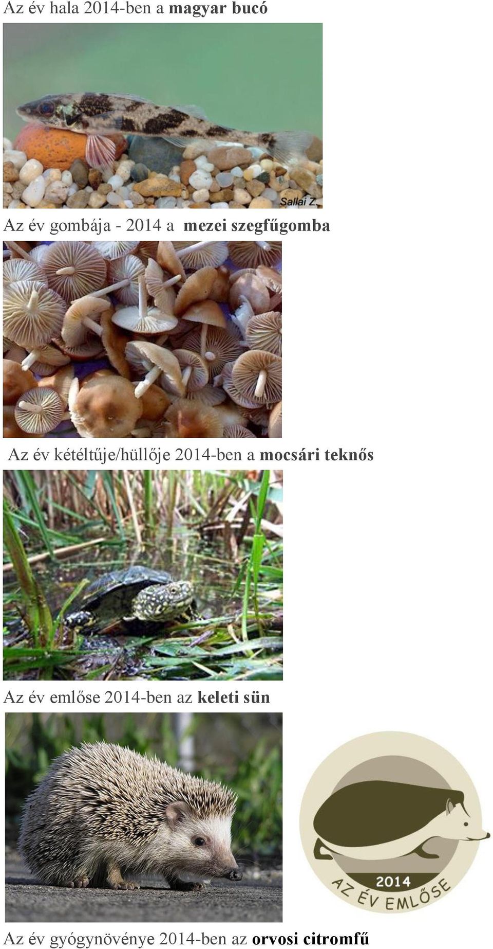 2014-ben a mocsári teknős Az év emlőse 2014-ben az
