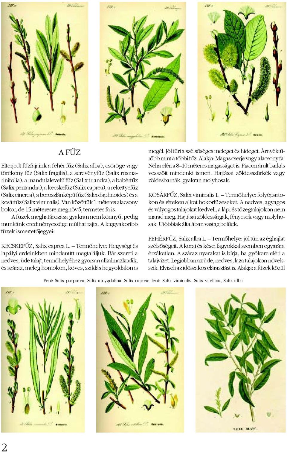 Van közöttük 1 méteres alacsony bokor, de 15 méteresre megnövõ, termetes fa is. A füzek meghatározása gyakran nem könnyû, pedig munkánk eredményessége múlhat rajta.