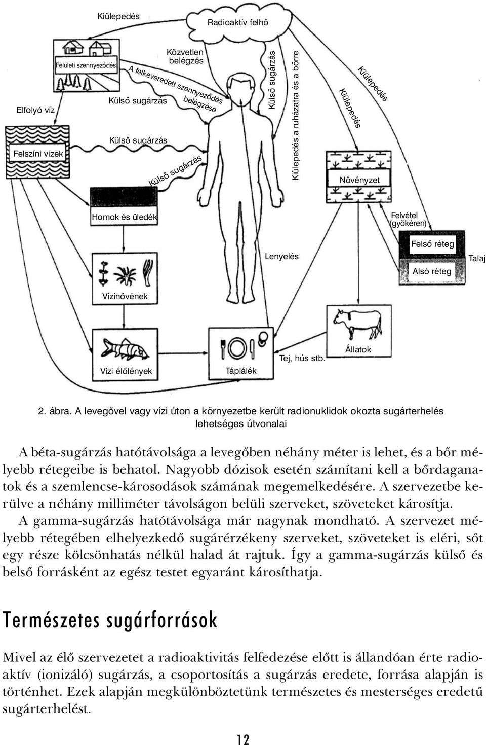 ábra. A levegõvel vagy vízi úton a környezetbe került radionuklidok okozta sugárterhelés lehetséges útvonalai A béta-sugárzás hatótávolsága a levegõben néhány méter is lehet, és a bõr mélyebb