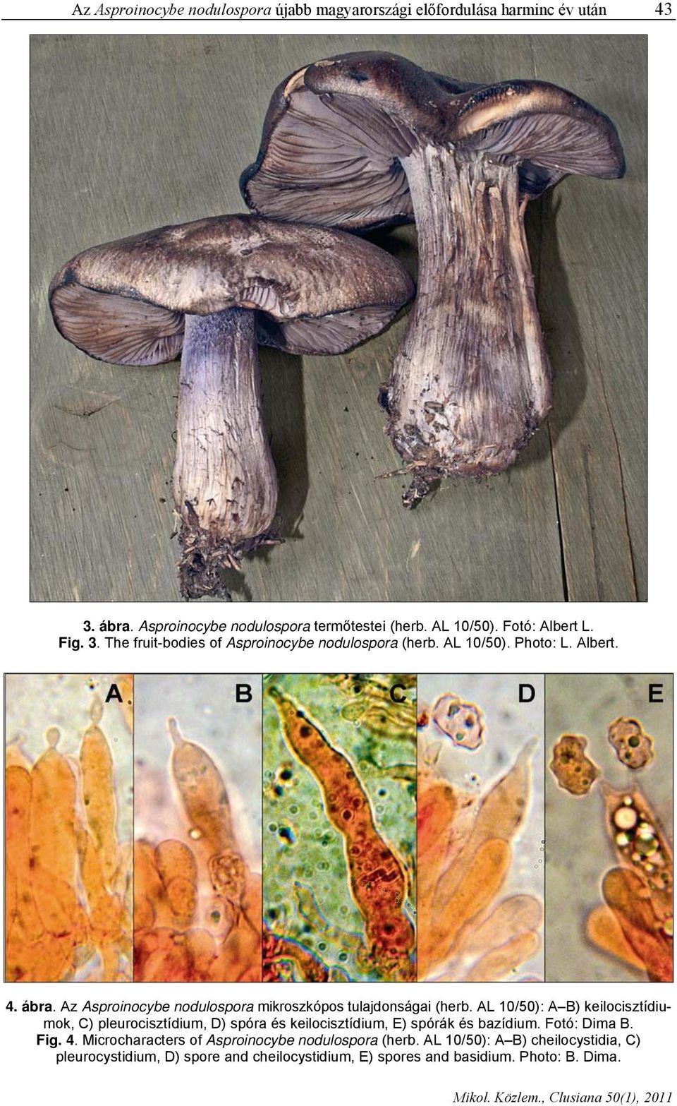 Az Asproinocybe nodulospora mikroszkópos tulajdonságai (herb.