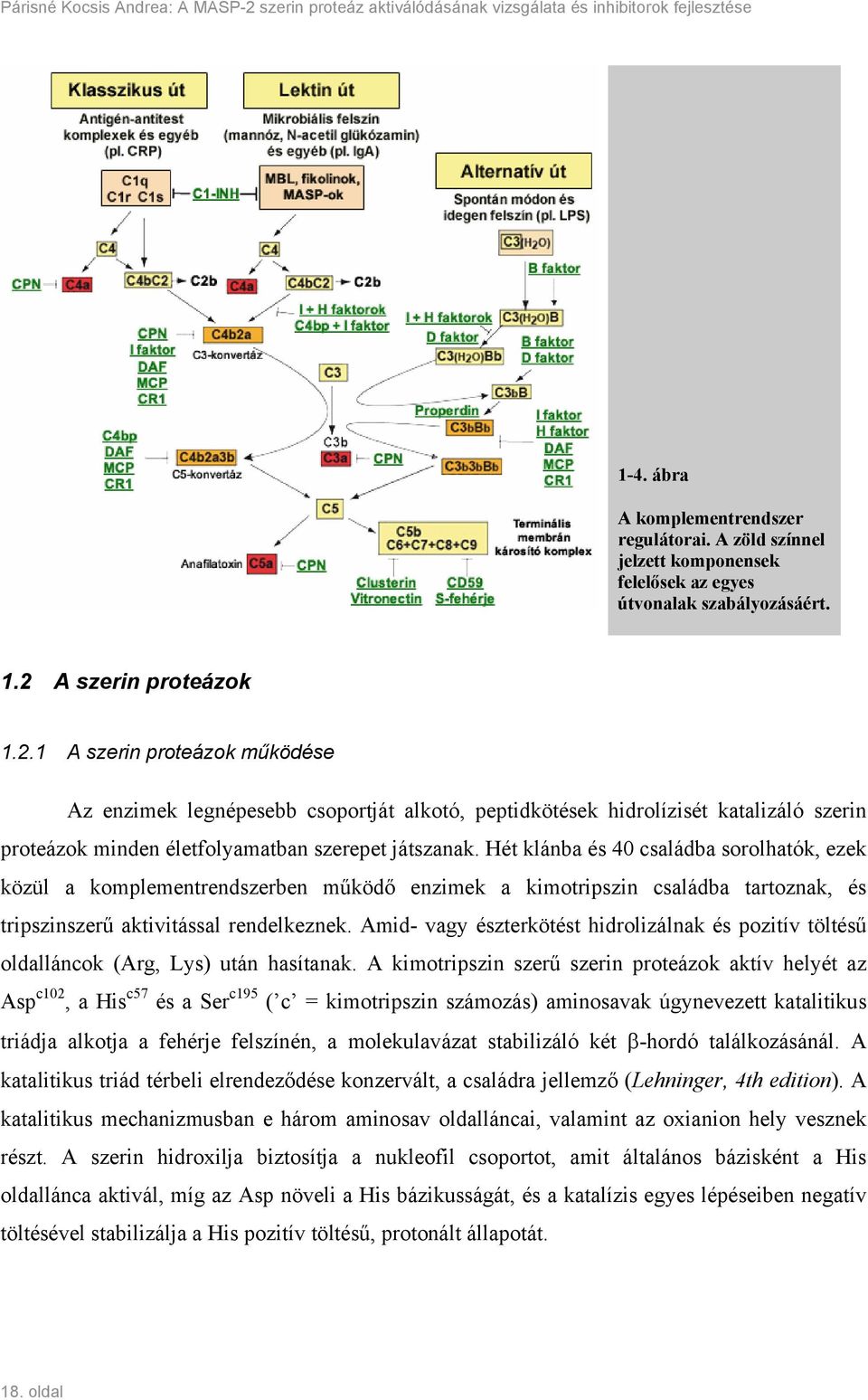 A szerin proteázok 1.2.1 A szerin proteázok működése Az enzimek legnépesebb csoportját alkotó, peptidkötések hidrolízisét katalizáló szerin proteázok minden életfolyamatban szerepet játszanak.