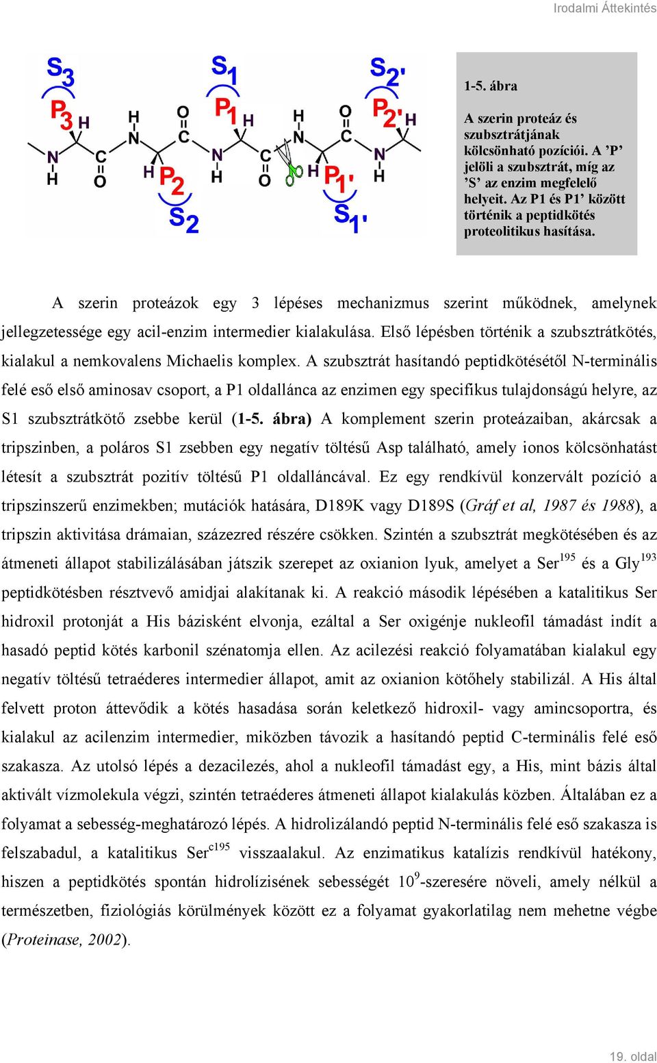 Első lépésben történik a szubsztrátkötés, kialakul a nemkovalens Michaelis komplex.