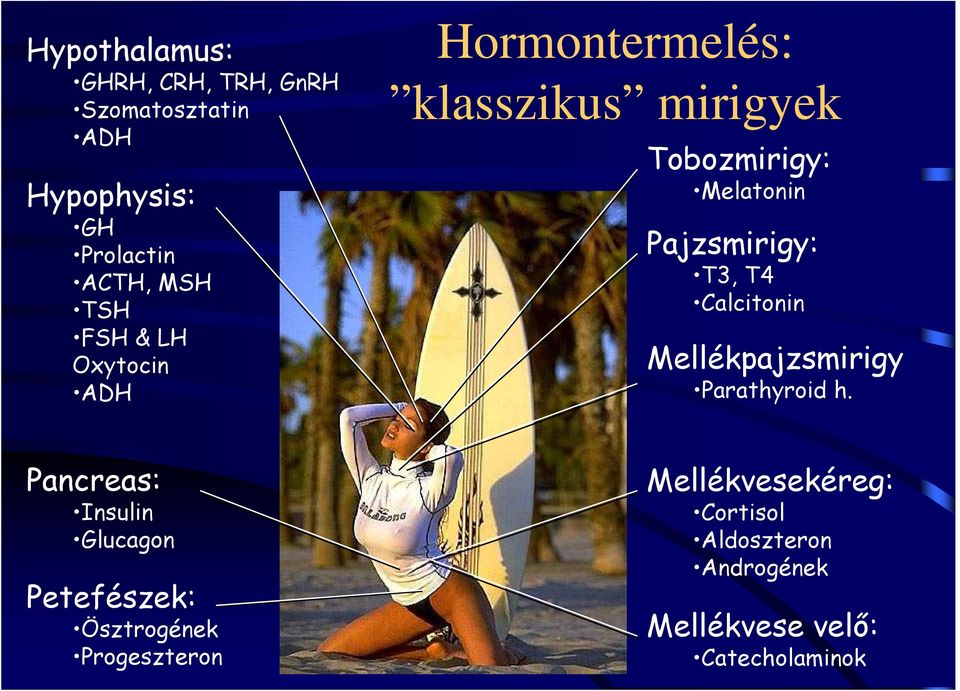T3, T4 Calcitonin Mellékpajzsmirigy Parathyroid h.