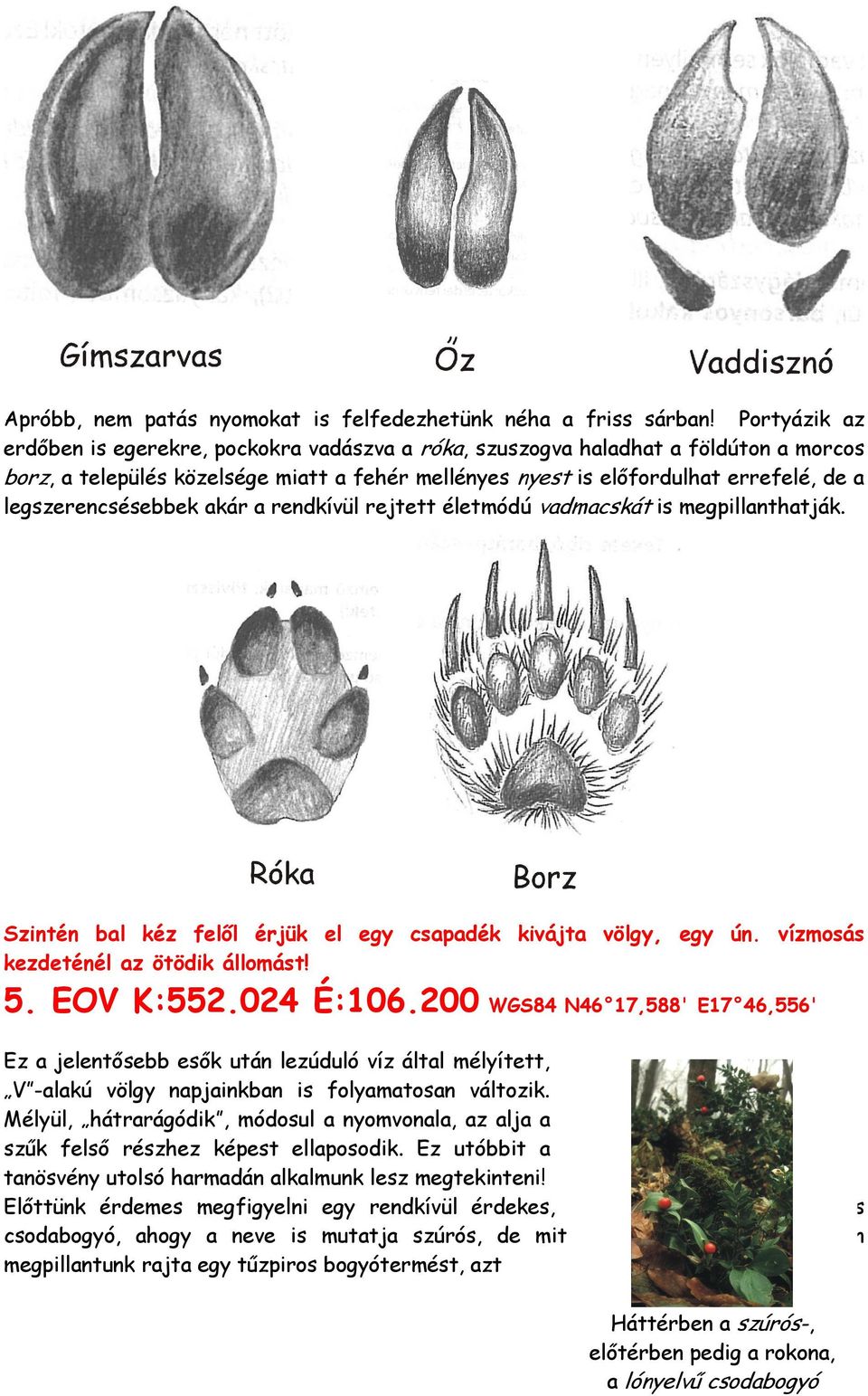 legszerencsésebbek akár a rendkívül rejtett életmódú vadmacskát is megpillanthatják. Szintén bal kéz felıl érjük el egy csapadék kivájta völgy, egy ún. vízmosás kezdeténél az ötödik állomást! 5.