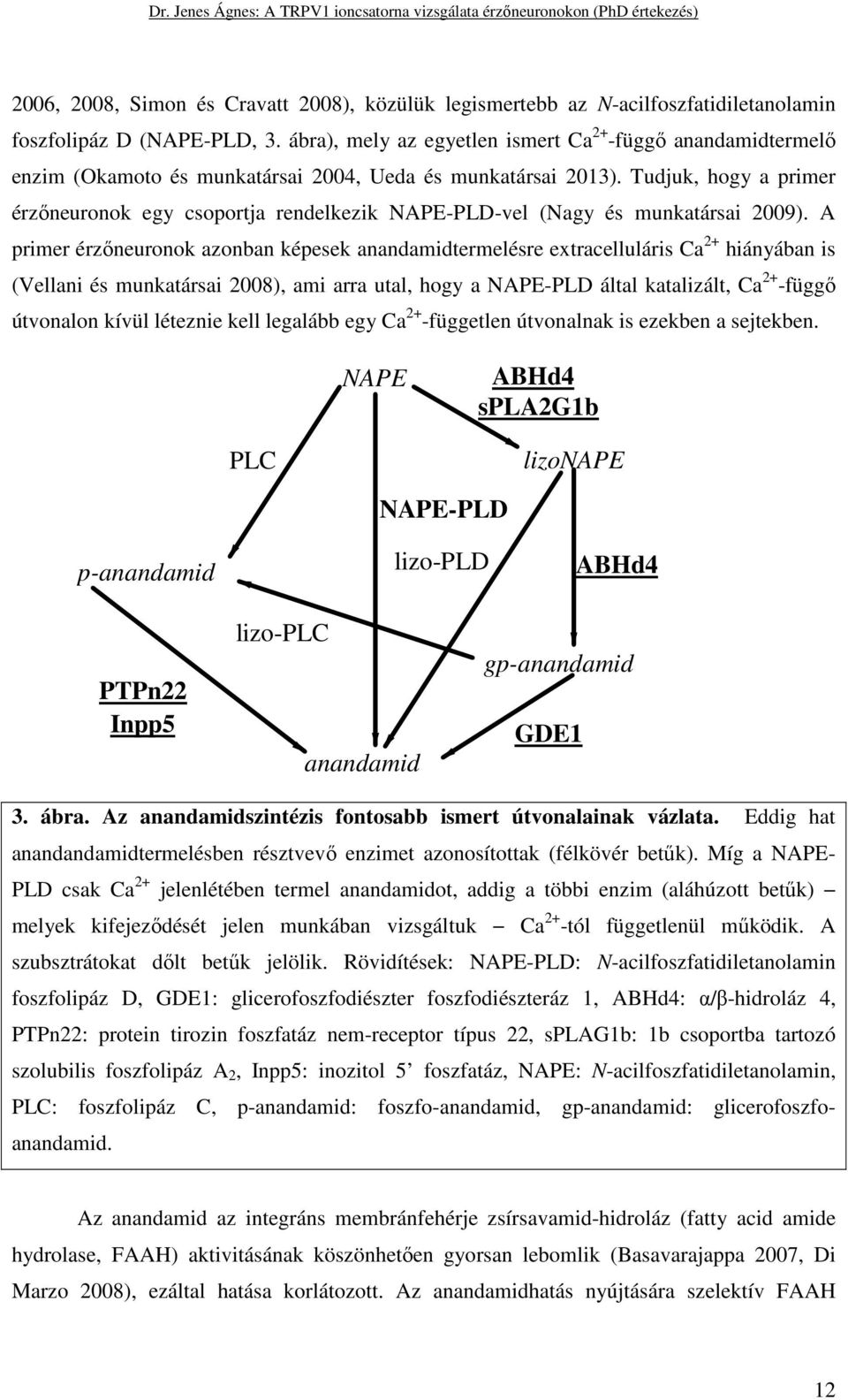 Tudjuk, hogy a primer érzőneuronok egy csoportja rendelkezik NAPE-PLD-vel (Nagy és munkatársai 2009).