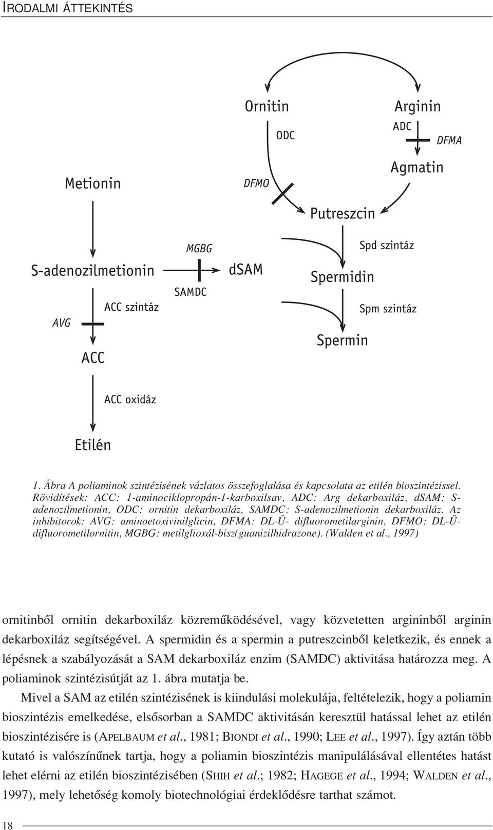 Az inhibitorok: AVG: aminoetoxivinilglicin, DFMA: DL-Ü- difluorometilarginin, DFMO: DL-Üdifluorometilornitin, MGBG: metilglioxál-bisz(guanizilhidrazone). (Walden et al.