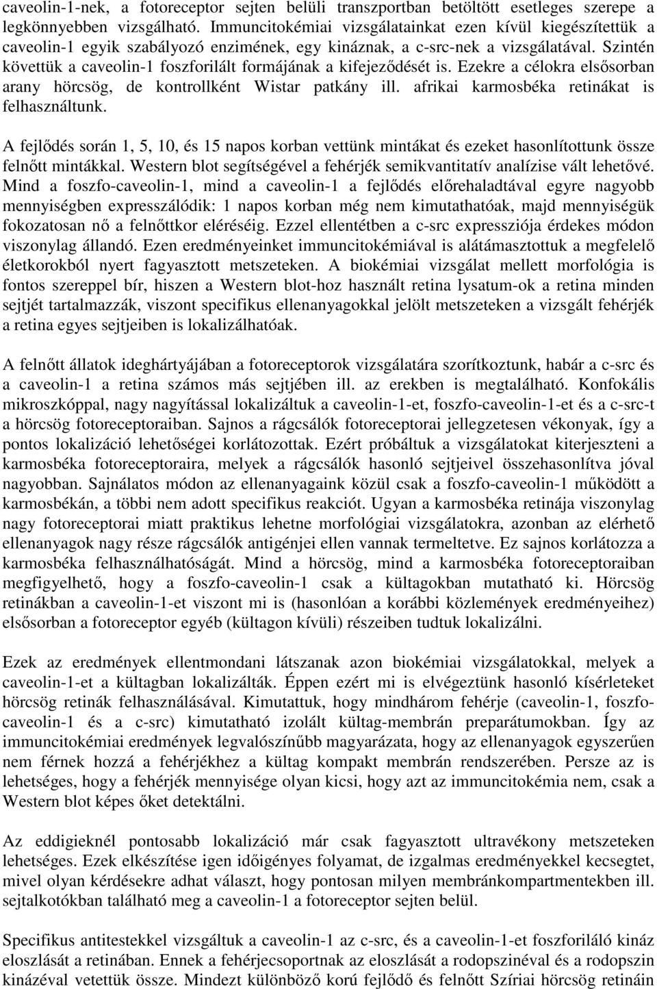 Szintén követtük a caveolin-1 foszforilált formájának a kifejeződését is. Ezekre a célokra elsősorban arany hörcsög, de kontrollként Wistar patkány ill. afrikai karmosbéka retinákat is felhasználtunk.