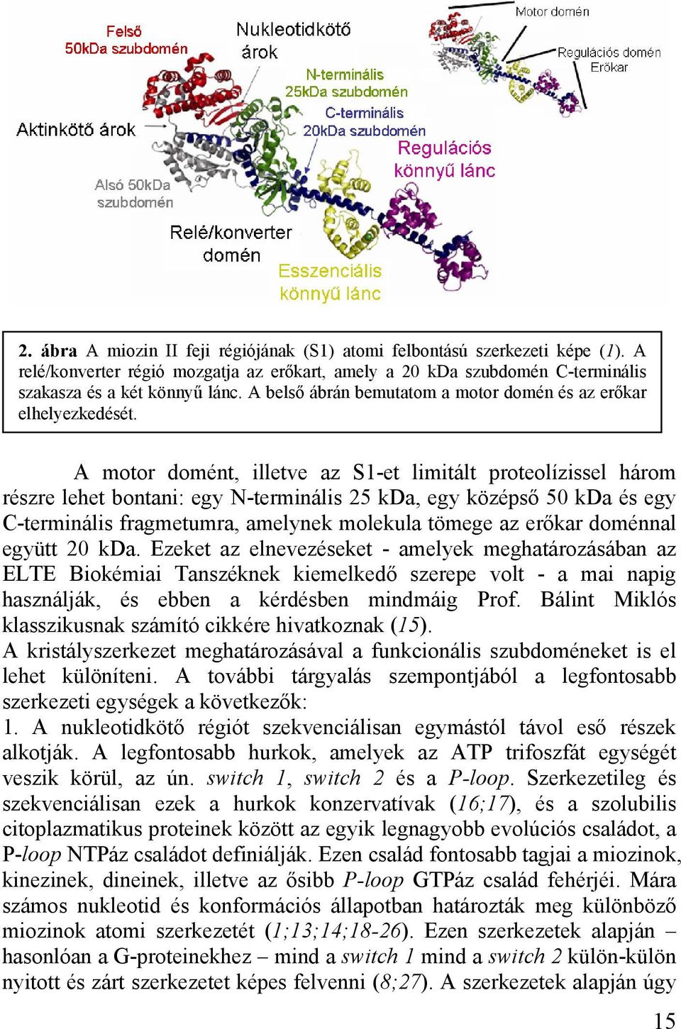 A motor domént, illetve az S1-et limitált proteolízissel három részre lehet bontani: egy N-terminális 25 kda, egy középső 50 kda és egy C-terminális fragmetumra, amelynek molekula tömege az erőkar