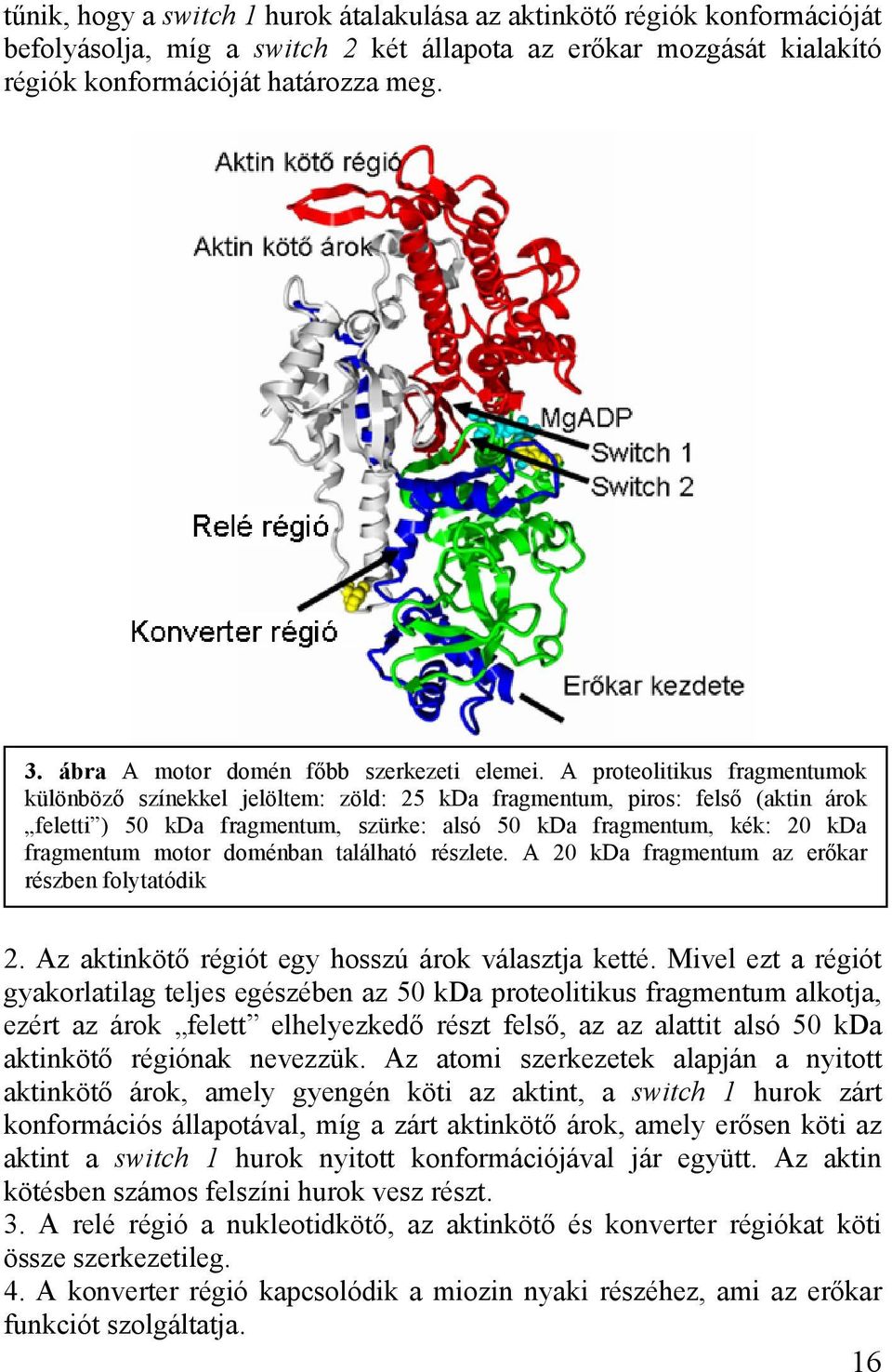 A proteolitikus fragmentumok különböző színekkel jelöltem: zöld: 25 kda fragmentum, piros: felső (aktin árok feletti ) 50 kda fragmentum, szürke: alsó 50 kda fragmentum, kék: 20 kda fragmentum motor