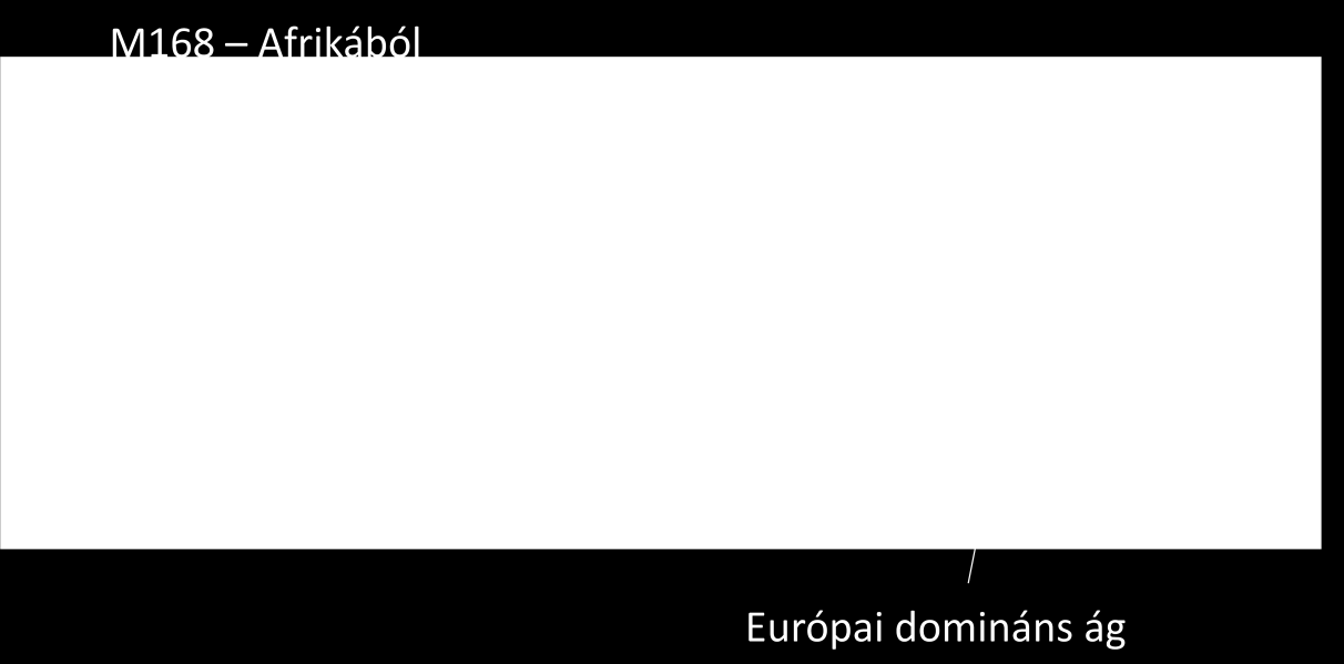 mányában a legkésőbben idejött ázsiai, közép-ázsiai állomány részesedése 18%- nál kevesebb (9. és 11. ábra). 9. ábra. Az Y-kromoszóma mutációk európai-rendszere. 140 M173 - az ősi aurignaciak utódai.