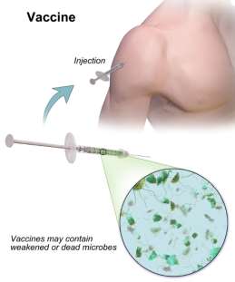 Aktív immunizáció Vakcina Vakcina (oltóanyag) fajták élő, de betegséget nem okozó, attenuált (legyengített)