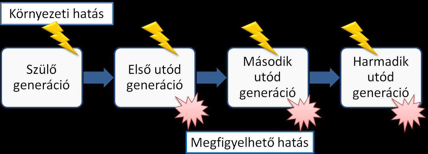 Multigenerációs hatás