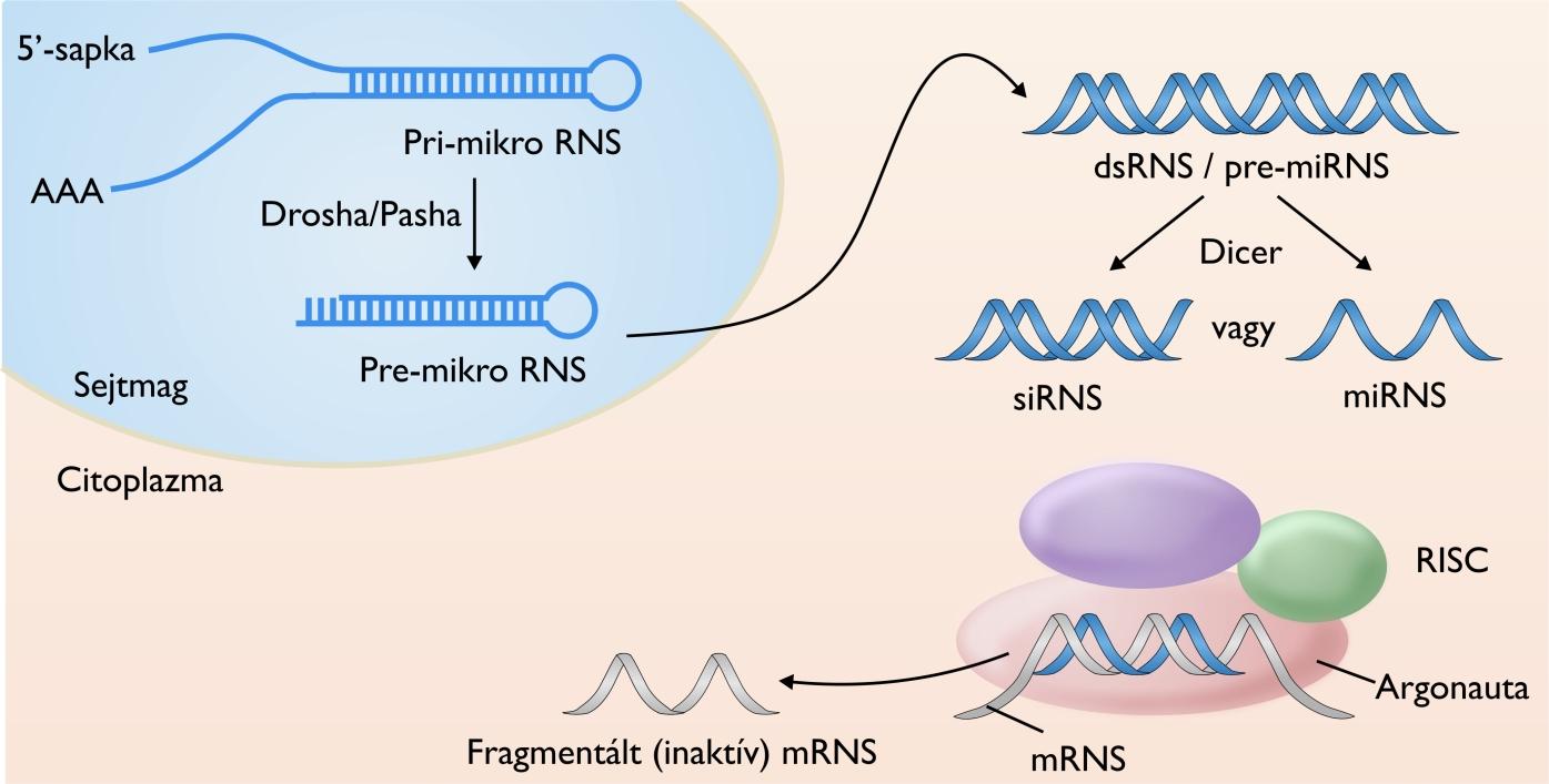 Mikro-RNS