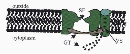 Az ion-csatorna protein szerkezete Külső oldal citoplazma SF: