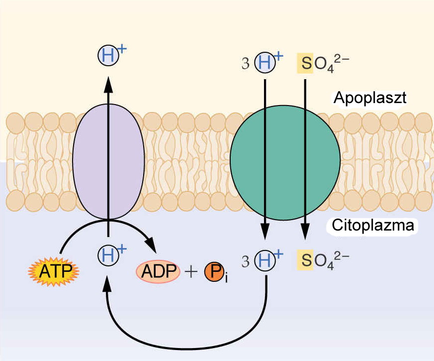 A protonhoz kapcsolt ko-transzport modellje az SO 4 2- példáján árpa SO 4 2- transzportert élesztőben expresszáltatva: - a külső