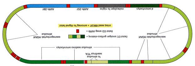 A mitokondriális genomban szinte minden nukleotid kódol valamit, és alig vannak regulációs helyek a DNS-en. A mitokondriális fehréjeszintézis csak 22 féle trns-t használ, a szokásos 30-al szemben.