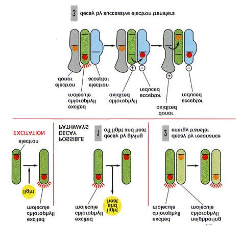 1. energia csak hõvé, vagy hõvé és fénnyé (fluoreszcncia) alakul. Az izolált klorofill-molekulákkal oldatban mindig ez történik.