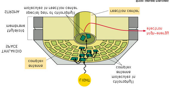 Amint azt már említettük a fotoszintetikus membránokban (növények tilakoid membránjában és a baktériumok fotoszintetizáló membránjában) a klorofill molekulák fehérjékkel alkotnak komplexet.